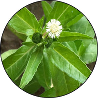 Bhringraj