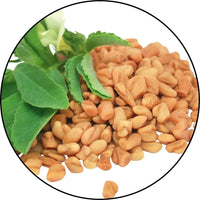 Fenugreek