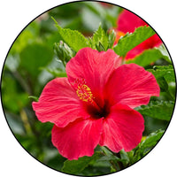 Hibiscus